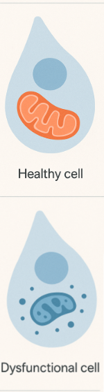 healthy vs dysf cell